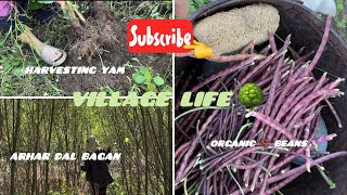 Life in village || harvesting yam 🍠 n beans🫘