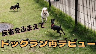 ドッグランデビューに失敗した子犬と再デビュー。上手に遊んだ。