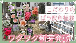 【3月初めバラ植栽】新芽の様子とこだわりのバラの配色、宿根草などの植栽（左花壇）全部地植え完了！