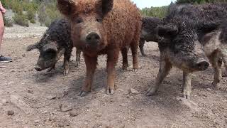 Denizens: Mark Hill and his mangalitsa pigs