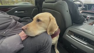 Blind community faces discrimination by ride share drivers for guide dogs