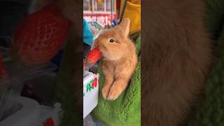 可愛的兔子在吃草莓。Cute rabbit eating strawberries。イチゴを食べるかわいいウサギ。 #rabbit #萌寵 #cute #puppy #pets #kelinci