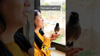 آیا مخمل قبلا انسان بوده؟🤔😍 #پرنده #انسان #تناسخ #فان #کلیپ #shorts #human #birds #cuteanimals #fun