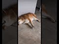 柴犬 ハスキー おもしろ動画