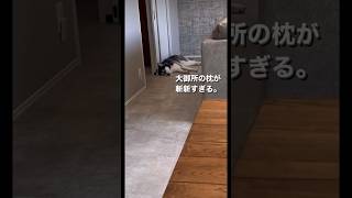 #柴犬#ハスキー #おもしろ動画