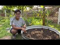 how to plant potatoes 🥔🌿 s 2 ep.94 the ultimate gardener