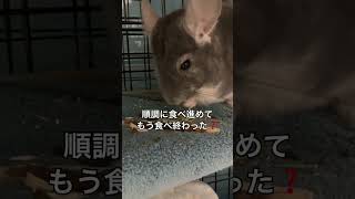 【食べる輸血】ビーツのオヤツにチャレンジするチンチラ＃chinchilla＃チンチラ＃shorts