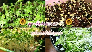 [Sunflower Sprout] ต้นอ่อนทานตะวัน พื้นที่น้อย ไม่ค่อยมีแดดก็ปลูกได้