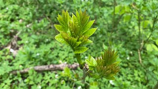 สะเดาฝรั่งยอดอ่อนงามเก็บเพลิน# Ash tree.22/5/21.