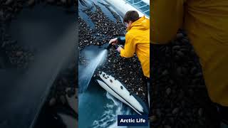 Young man scrapes off barnacles from a killer whale