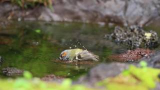 ♪鳥くん野鳥動画（奥庭荘)Goldcrestキクイタダキ水浴び