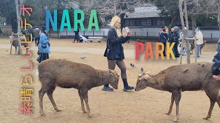 外国人観光客は鹿を愛し、遊びながら奈良公園を楽しむ NARA park beautiful all tourist enjoyment 🦌🦌🇯🇵🇯🇵