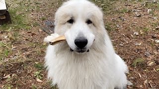 イタズラに番犬に朝から忙しいアランです　Great Pyrenees　グレートピレニーズ