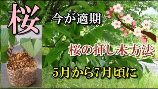 【桜の挿し木方法】今が適期、5月から7月頃に、今年伸びた新しい枝を挿し木すると成功率が上がる。