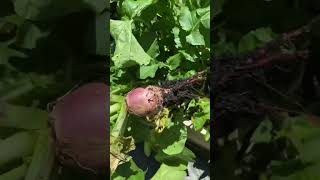 Let's harvest some beetroot 🌰🥬#garden #harvest #vegetables #farming