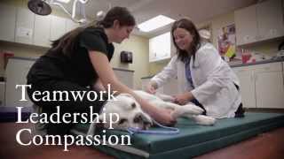The MedVet Experience | Specialty & Emergency Care for Pets