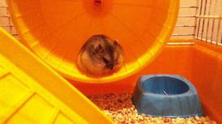 Bijou; Sleepy hamster falling of the wheel