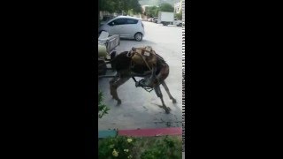 Donkey cumshot