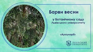 Барви весни у Ботанічному саду. Араукарії