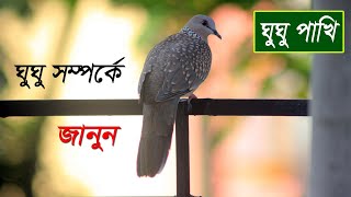 ঘুঘু পাখি সম্পর্কে মজাদার তথ্য | Facts about dove bird | ঘুঘু পাখি  | Bivinno Bissoy Totho