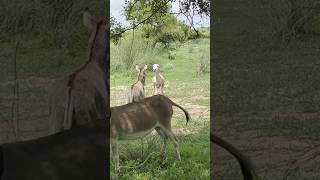 tow donkeys with a female #animals #donkey #youtubeshorts #shortvideo