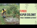 Manfaat Kapur Dolomit Pada Tanaman Alpukat Saat Musim Hujan