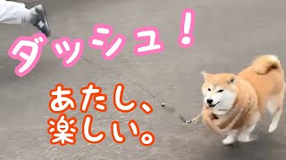 マフラー犬ここ、走る！【柴犬】／Shiba Inu with a muffler runs! #Shorts