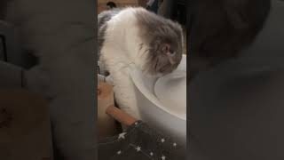 【箱に入ったまま水を飲みたいねこ】 #猫 #cat #shorts