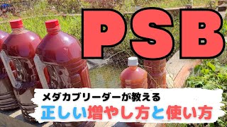 PSBの増やし方と使い方をメダカブリーダーが紹介！