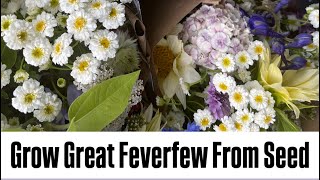 Growing Feverfew from Seed : Matricaria : Zone 5 : Hardy Annuals : Cool Flowers : cut flowers