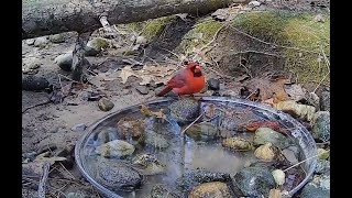 🔴LIVE Stream Cam - Birds and Squirrels - in Michigan 5/23/2026
