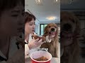 🐶： 装不下去了 排骨太香了～ 金毛 养狗的乐趣 狗狗的心思都写在脸上了