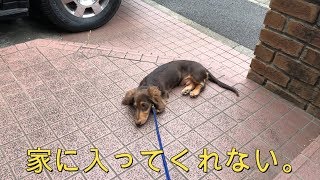 【愛犬】もっとお散歩したくて駄々こねるミニチュアダックスフンド