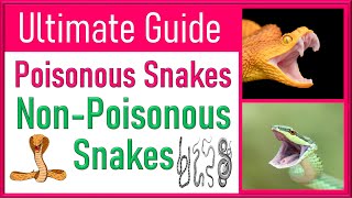 Difference Between Poisonous and Non-Poisonous Snakes: Venom vs Poison