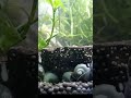 What Happens When Mystery Snails Go On A Rampage