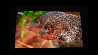 Animal Fight Club: Mongooses Fighting