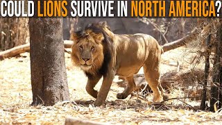 Could Lions Survive In North America?