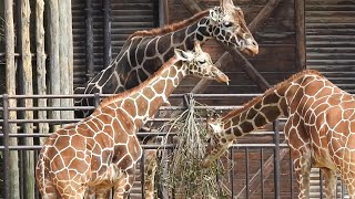 とっても仲良く微笑ましいキリン家族♡♥とべ動物園にて