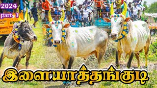 சிறப்பாக நடைபெற்ற இளையாத்தகுடி  மஞ்சுவிரட்டு 2024 ilaiyaththakuti manjuvirattu