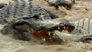 Alligators fight over dead Python 02, Time Lapse Speed x0.5