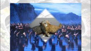 Being Kiwi.wmv