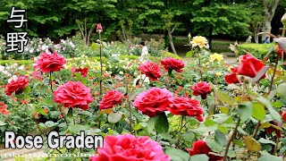 Rose Graden in Yono Park - 与野公園 のバラ Japan walk  video | #4k #rose #与野公園 | Explore Japan