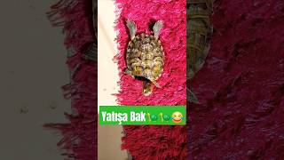 Nasıl da sever güneşi 🐢🐢😂 #turtles #kaplumbağalar