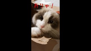 【子猫動画】袋からひょっこり顔を覗かせながら攻撃する子猫が可愛すぎる#Shorts