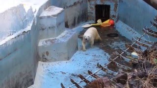 どんどん浅くなるプールで遊ぶイッちゃん（Шилка）　　　天王寺動物園のホッキョクグマ