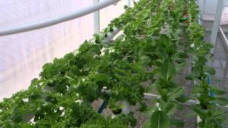 khmer hydroponic technology phnom penh 2014 0977657555