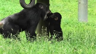 Let's play with me uncle Decky! by Ibuki 　僕と遊ぼう、デッキー叔父ちゃん！Chimpanzee  Tama Zoological Park