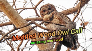 Mottled wood Owl Call | Mottled wood Owl Sound | കാലൻ കോഴിയുടെ ശബ്ദം