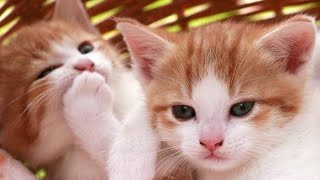Cats Meowing - Cute Kittens Meowing - Cat Meowing Video - Kitten Meowing Videos All The Best
