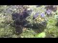 tiger cowrie cypraea tigris on the reef at night